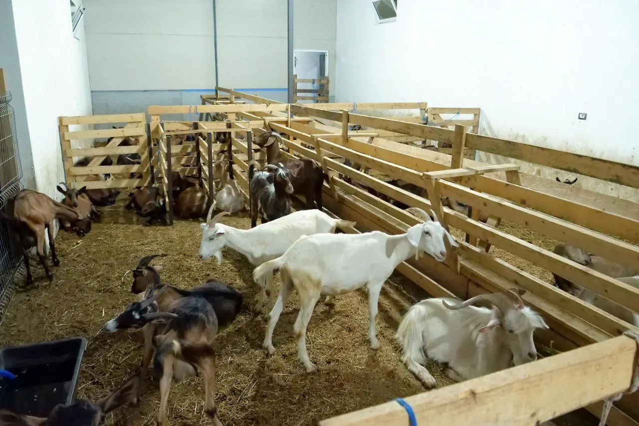 Bujtina E Muriqit Zogaji Albánia